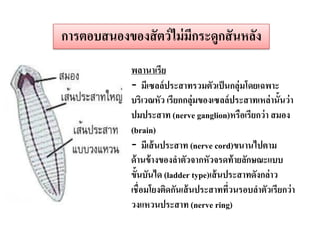 พลานาเรีย -มีเซลล์ประสาทรวมตัวเป็นกลุ่มโดยเฉพาะ บริเวณหัว เรียกกลุ่มของเซลล์ประสาทเหล่านั้นว่า ปมประสาท (nerve ganglion)หรือเรียกว่า สมอง (brain) -มีเส้นประสาท (nerve cord)ขนานไปตาม ด้านข้างของลาตัวจากหัวจรดท้ายลักษณะแบบ ขั้นบันได (ladder type)เส้นประสาทดังกล่าว เชื่อมโยงติดกันเส้นประสาทที่วนรอบลาตัวเรียกว่า วงแหวนประสาท (nerve ring) 
การตอบสนองของสัตว์ไม่มีกระดูกสันหลัง  