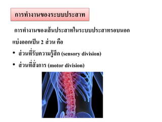 การทางานของเส้นประสาทในระบบประสาทรอบนอก 
แบ่งออกเป็น 2ส่วน คือ 
•ส่วนที่รับความรู้สึก (sensory division) 
•ส่วนที่สั่งการ (motor division) การทางานของระบบประสาท  
