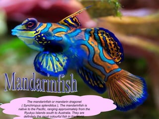 The mandarinfish or mandarin dragonet 
( Synchiropus splendidus ), The mandarinfish is 
native to the Pacific, ranging approximately from the 
Ryukyu Islands south to Australia. They are 
definitely the most colourful fish in the world. 
 