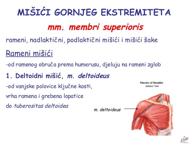 MIsici ruke i noge