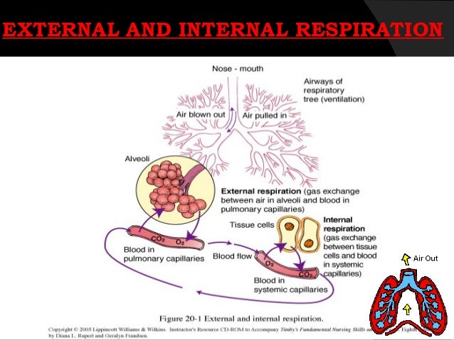 Mechanism Of Breathing Flow Chart