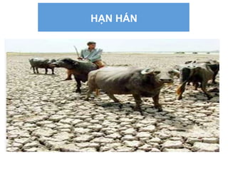 HẠN HÁN
 