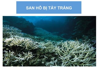 SAN HÔ BỊ TẨY TRẮNG
 