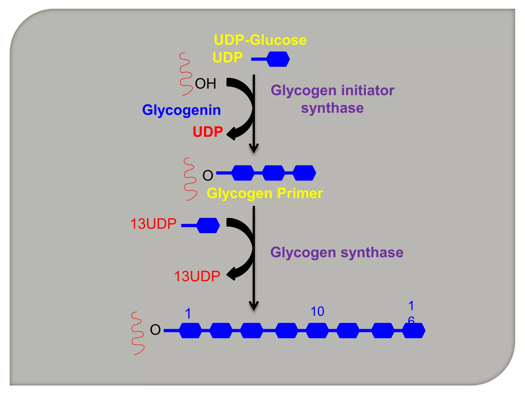 UDP-Glucose
UDP
Glycogen initiator
synthase
OH
UDP
O
Glycogen Primer
Glycogenin
13UDP
13UDP
Glycogen synthase
O
10 1
6
1
 