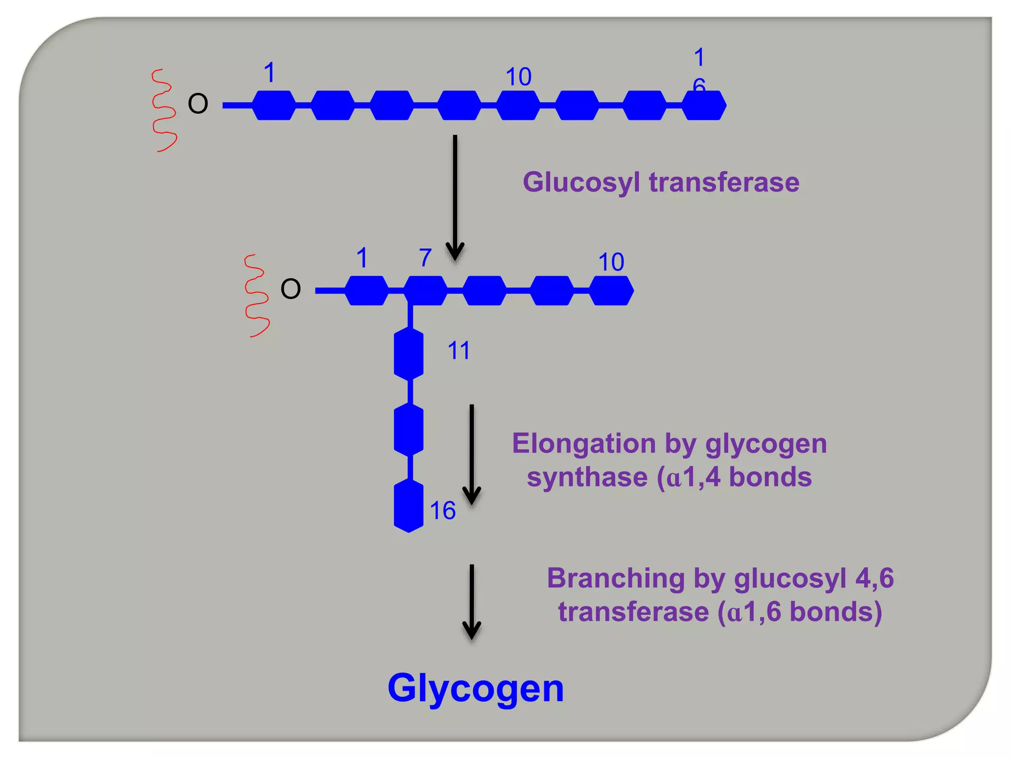 O
Glucosyl transferase
10
1
6
1
O
101
16
7
11
Elongation by glycogen
synthase (ɑ1,4 bonds
Branching by glucosyl 4,6
transferase (ɑ1,6 bonds)
Glycogen
 