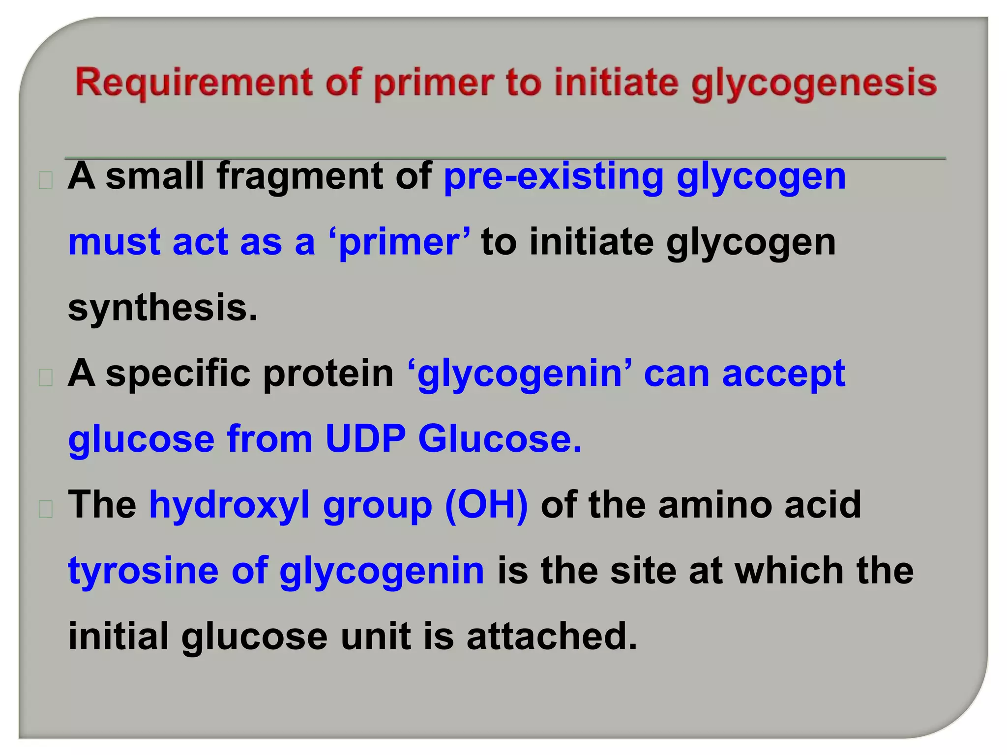 A small fragment of pre-existing glycogen
must act as a ‘primer’ to initiate glycogen
synthesis.
A specific protein ‘glycogenin’ can accept
glucose from UDP Glucose.
The hydroxyl group (OH) of the amino acid
tyrosine of glycogenin is the site at which the
initial glucose unit is attached.
 