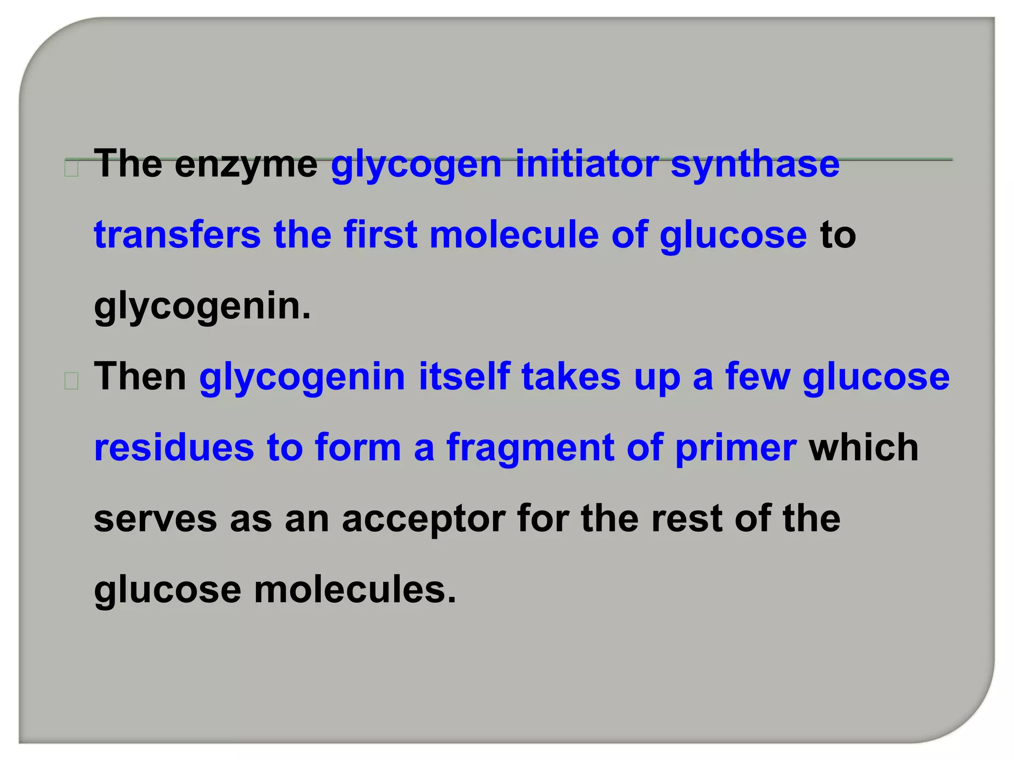 The enzyme glycogen initiator synthase
transfers the first molecule of glucose to
glycogenin.
Then glycogenin itself takes up a few glucose
residues to form a fragment of primer which
serves as an acceptor for the rest of the
glucose molecules.
 