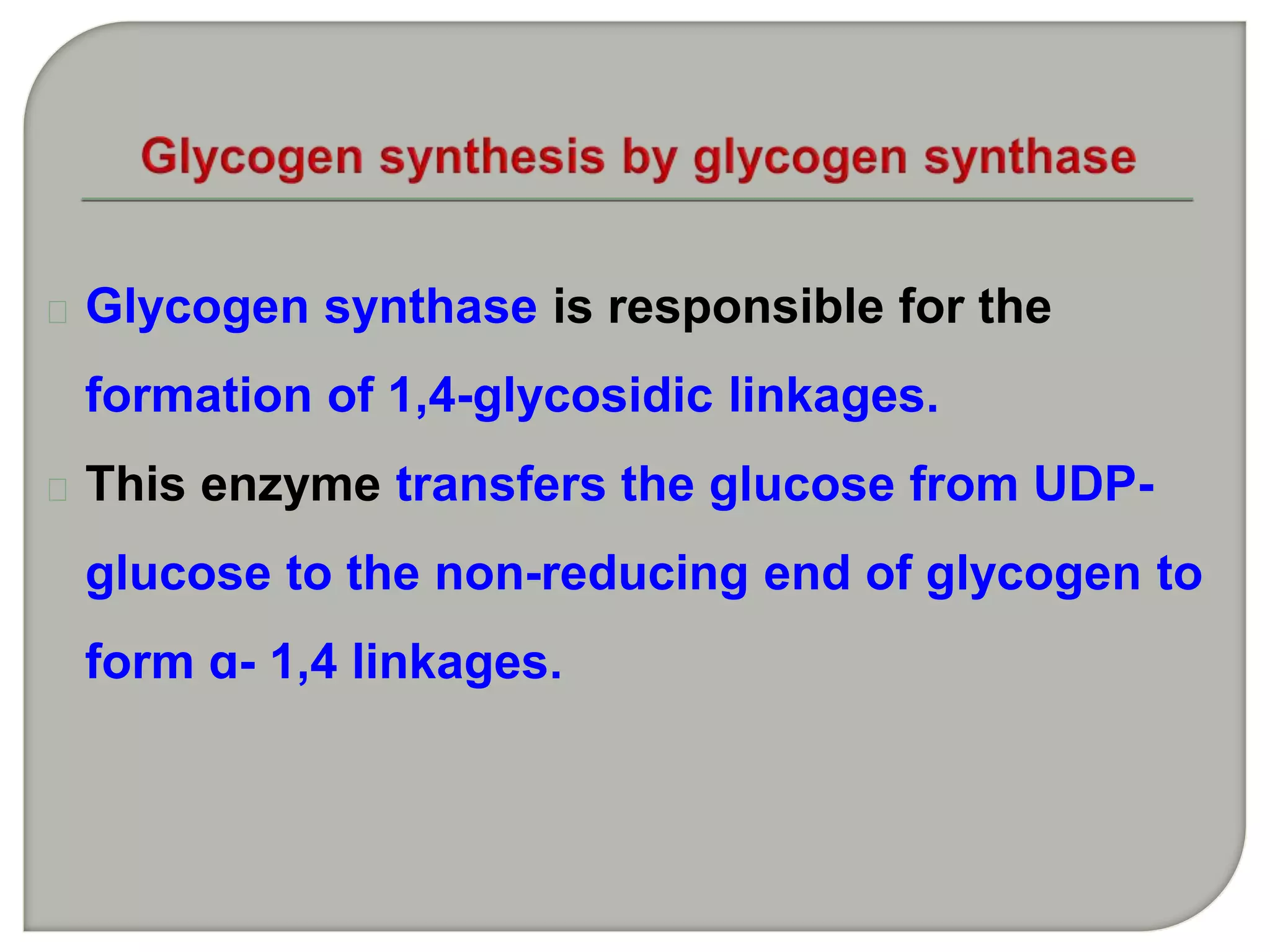 Glycogen synthase is responsible for the
formation of 1,4-glycosidic linkages.
This enzyme transfers the glucose from UDP-
glucose to the non-reducing end of glycogen to
form ɑ- 1,4 linkages.
 