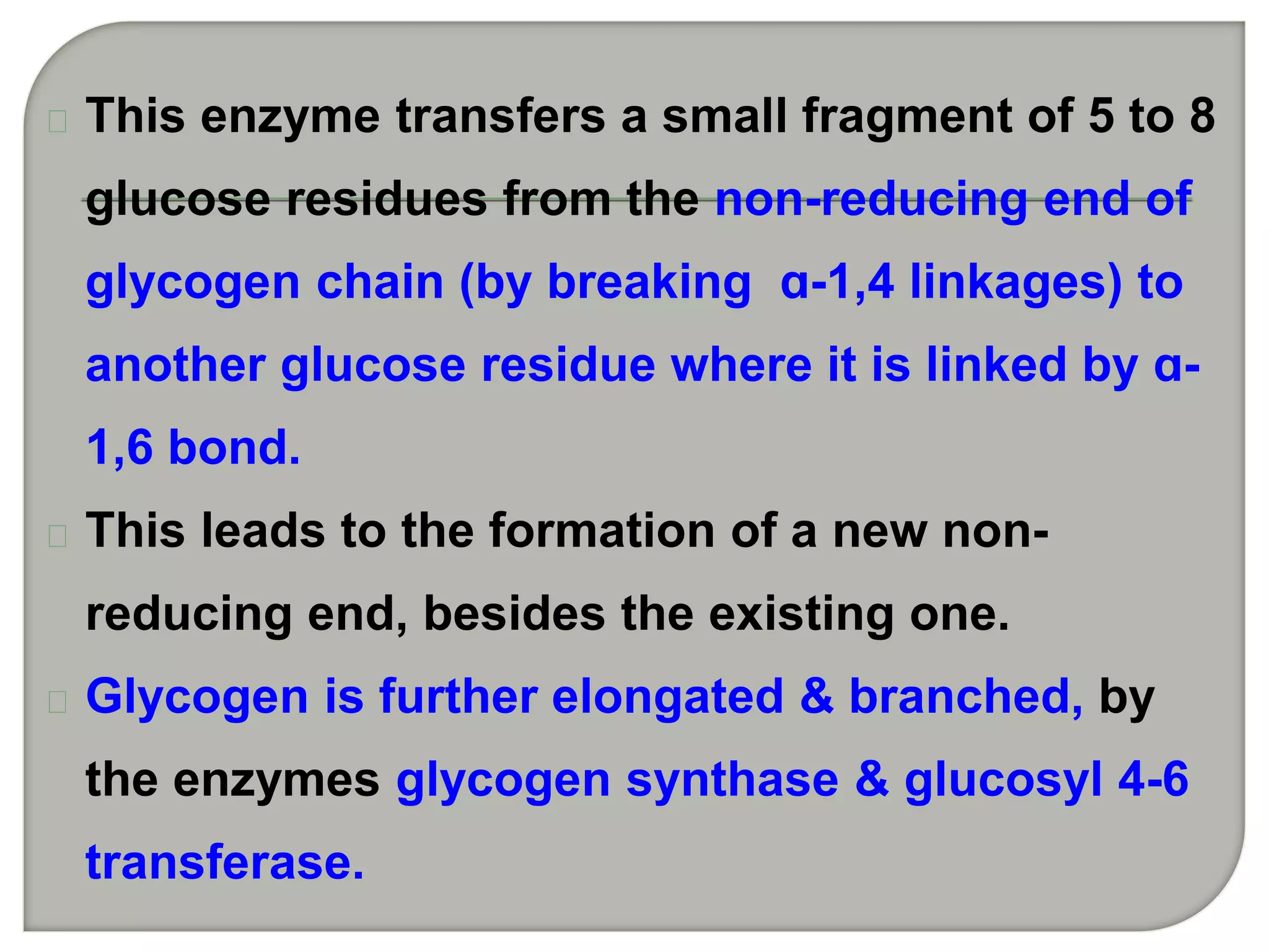 This enzyme transfers a small fragment of 5 to 8
glucose residues from the non-reducing end of
glycogen chain (by breaking ɑ-1,4 linkages) to
another glucose residue where it is linked by ɑ-
1,6 bond.
This leads to the formation of a new non-
reducing end, besides the existing one.
Glycogen is further elongated & branched, by
the enzymes glycogen synthase & glucosyl 4-6
transferase.
 