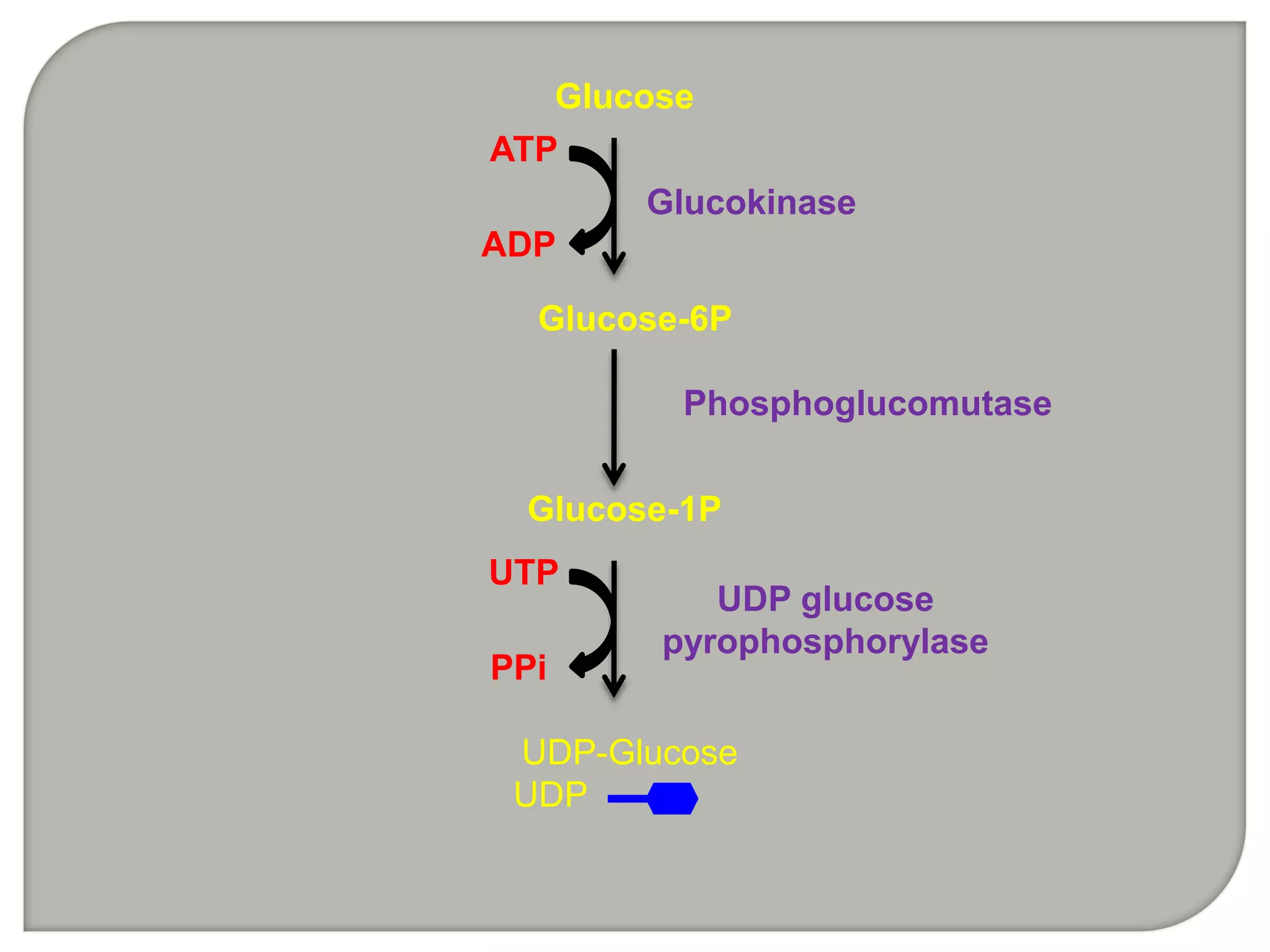 Glucose
Glucose-6P
ADP
ATP
Glucokinase
Glucose-1P
Phosphoglucomutase
UDP-Glucose
UDP
UDP glucose
pyrophosphorylase
PPi
UTP
 