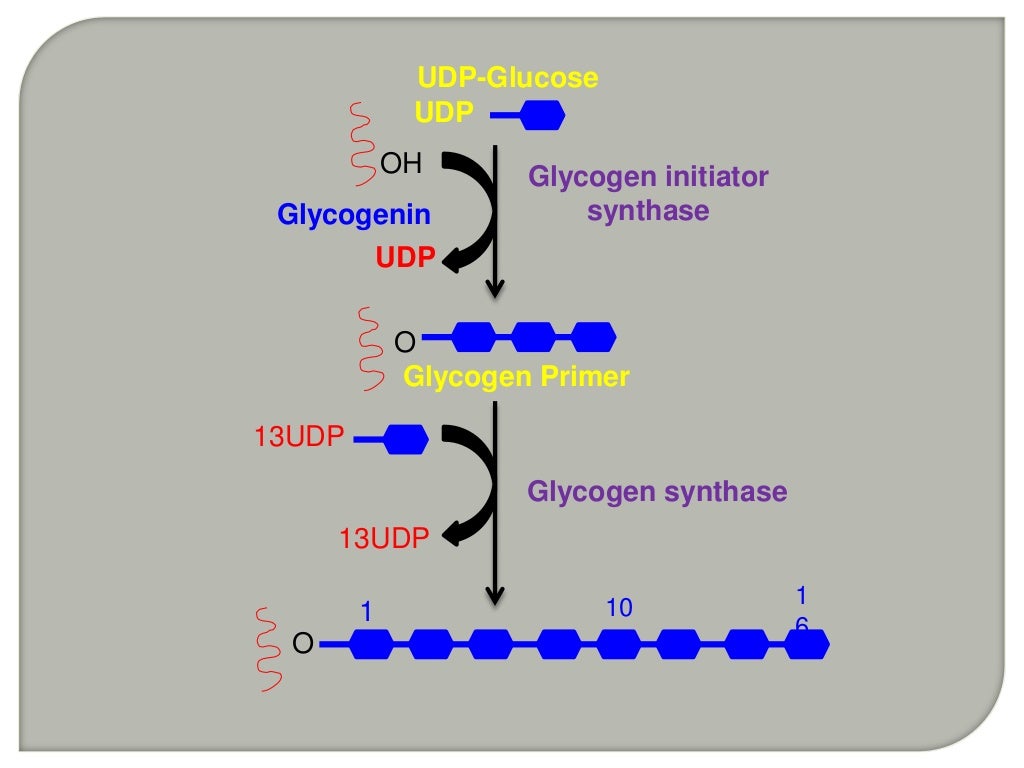 GLYCOGENESIS