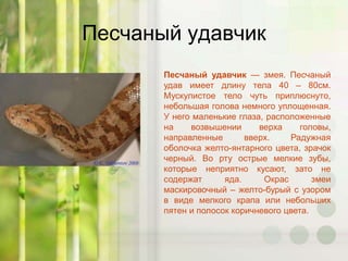 Песчаный удавчик
Песчаный удавчик — змея. Песчаный
удав имеет длину тела 40 – 80см.
Мускулистое тело чуть приплюснуто,
небольшая голова немного уплощенная.
У него маленькие глаза, расположенные
на возвышении верха головы,
направленные вверх. Радужная
оболочка желто-янтарного цвета, зрачок
черный. Во рту острые мелкие зубы,
которые неприятно кусают, зато не
содержат яда. Окрас змеи
маскировочный – желто-бурый с узором
в виде мелкого крапа или небольших
пятен и полосок коричневого цвета.
 
