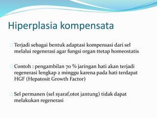 Terjadi sebagai bentuk adaptasi kompensasi dari sel
melalui regenerasi agar fungsi organ ttetap homeostatis
Contoh : pengambilan 70 % jaringan hati akan terjadi
regenerasi lengkap 2 minggu karena pada hati terdapat
HGF (Hepatosit Growth Factor)
Sel permanen (sel syaraf,otot jantung) tidak dapat
melakukan regenerasi
Hiperplasia kompensata
 