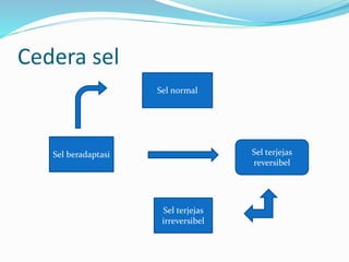 Cedera sel
Sel normal
Sel beradaptasi Sel terjejas
reversibel
Sel terjejas
irreversibel
 