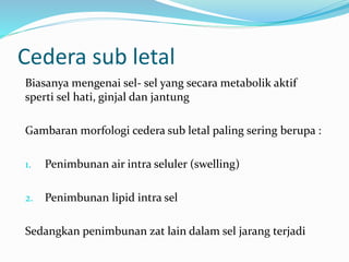 Biasanya mengenai sel- sel yang secara metabolik aktif
sperti sel hati, ginjal dan jantung
Gambaran morfologi cedera sub letal paling sering berupa :
1. Penimbunan air intra seluler (swelling)
2. Penimbunan lipid intra sel
Sedangkan penimbunan zat lain dalam sel jarang terjadi
Cedera sub letal
 