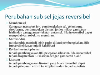 Membran sel
Gangguan transport ion, pembengkakan sel, gelembung
sitoplasma, penumupukan distorsi jonjot mikro, gambaran
hialin dan gangguan perleketan antar sel. Bila irreversibel dapat
menyebabkan robeknya membran.
Mitokondria
mitokondria menjadi lebih padat diikuti pembengkakan. Bila
irreversibel dapat terjadi kalsifikasi
Retikulum endoplasma
terjadi pembengkakan RE, pelepasan ribosom. Bila irreversibel
terjadi fragmentasi RE disertai dengan gambaran hialin
Lisosom
terjadi pembengkakan lisosom yang bila irreversibel dapat
terjadi pelepasan enzim ke sitoplasma dan terjadi autolisis
Perubahan sub sel jejas reversibel
 