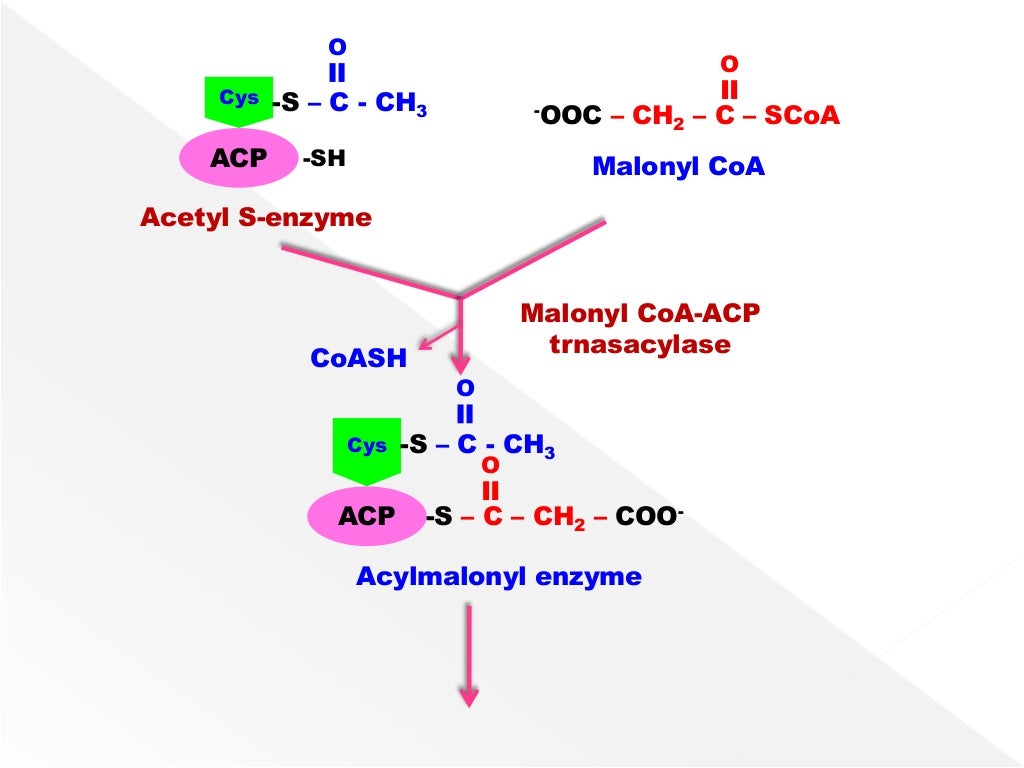 BIOSYNTHESIS OF FATTY ACIDS