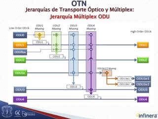 Jerarquías de Transporte Óptico y Múltiplex:
Jerarquía Múltiplex ODU
 