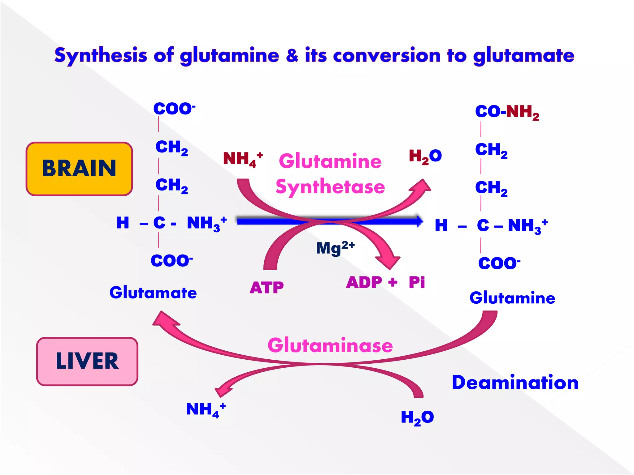 COO-
CH2
CH2
H – C - NH3
+
COO-
CO-NH2
CH2
CH2
H – C – NH3
+
COO-
NH4
+ H2OGlutamine
Synthetase
ATP ADP + Pi
Mg2+
Glutamate Glutamine
Glutaminase
H2O
NH4
+
LIVER
BRAIN
Deamination
 