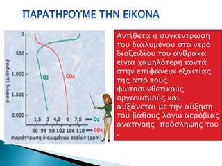 Η συγκέντρωση του
διαλυμένου στο νερό
οξυγόνου είναι υψηλότερη
κοντά στην επιφάνεια του
νερού εξαιτίας των
φωτοσυνθετικών
οργανισμών που ζουν εκεί
και μειώνεται με την
αύξηση του βάθους λόγω
της κατανάλωσης του από
τους αερόβιους
οργανισμούς.
Αντίθετα η συγκέντρωση
του διαλυμένου στο νερό
διοξειδίου του άνθρακα
είναι χαμηλότερη κοντά
στην επιφάνεια εξαιτίας
της από τους
φωτοσυνθετικούς
οργανισμούς και
αυξάνεται με την αύξηση
του βάθους λόγω αερόβιας
αναπνοής πρόσληψης του
.
 