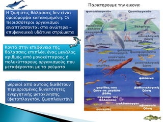 Η ζωή στις θάλασσες δεν είναι
ομοιόμορφα κατανεμημένη. Οι
περισσότεροι οργανισμοί
αναπτύσσονται στα ανώτερα -
επιφανειακά υδάτινα στρώματα
Κοντά στην επιφάνεια της
θάλασσας επιπλέει ένας μεγάλος
αριθμός από μονοκύτταρους ή
πολυκύτταρους οργανισμούς που
μεταφέρονται με τα ρεύματα
μερικοί από αυτούς διαθέτουν
περιορισμένες δυνατότητες
ενεργητικής μετακίνησης
(φυτοπλαγκτόν, ζωοπλαγκτόν)
Παρατηρουμε την εικονα
 