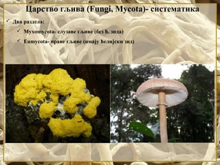 Царство гљива (Fungi, Mycota)- систематика
 Два раздела:
 Myxomycota- слузаве гљиве (без ћ. зида)
 Eumycota- праве гљиве (имају ћелијски зид)
 