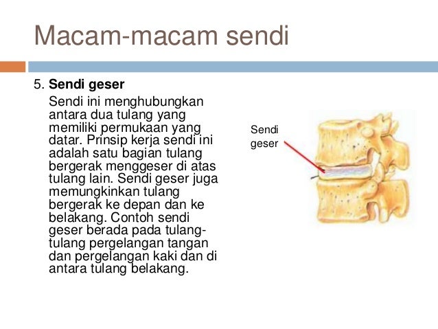 2. rangka otot & pesawat sederhana k13