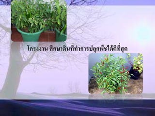 โครงงาน ศึกษาึϸนที่ทาการปลุกพืชได้ดีที่สุด
 