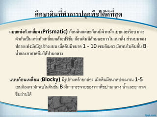 ศึกษาึϸนที่ทาการปลุกพืชได้ดีที่สุด
แบบแท่งหัวเหลี่ยม (Prismatic) ก้อนึϸนแต่ละก้อนมีผิวหน้าแบบและเรียบ เกาะ
ตัวกันเป็นแท่งหัวเหลี่ยมคล้ายปริซึม ก้อนึϸนมีลักษณะยาวในแนวดิ่ง ส่วนบนของ
ปลายแท่งมักมีรูปร่างแบน เม็ดึϸนมีขนาด 1 - 10 เซนติเมตร มักพบในึϸนชั้น B
น้าและอากาศซึมได้ปานกลาง
แบบก้อนเหลี่ยม (Blocky) มีรูปร่างคล้ายกล่อง เม็ดึϸนมีขนาดประมาณ 1-5
เซนติเมตร มักพบในึϸนชั้น B มีการกระจายของรากพืชปานกลาง น้าและอากาศ
ซึมผ่านได้
 
