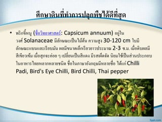 ศึกษาึϸนที่ทาการปลุกพืชได้ดีที่สุด
• พริกขี้หนู (ชื่อวิทยาศาสตร์: Capsicum annuum) อยู่ใน
วงศ์ Solanaceae มีลักษณะเป็นไม้ต้น ความสูง 30-120 cm ใบมี
ลักษณะแบนและเรียบมัน ผลมีขนาดเล็กเรียวยาวประมาณ 2-3 ซ.ม. เมื่อดิบผลมี
สีเขียวเข้ม เมื่อสุกจะค่อย ๆ เปลี่ยนเป็นสีแดง มีรสเผ็ดจัด นิยมใช้เป็นส่วนประกอบ
ในอาหารไทยหลากหลายชนิด ชื่อในภาษาอังกฤษมีหลายชื่อ ได้แก่Chilli
Padi, Bird's Eye Chilli, Bird Chilli, Thai pepper
 