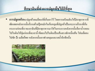 ศึกษาึϸนที่ทาการปลุกพืชได้ดีที่สุด
• การปลูกพริกจะปลูกด้วยเมล็ดแก่ที่เก็บเอาไว้โดยการเตรียมึϸนให้มีธาตุอาหารที่
เพียงพอหลังจากนั้นก็รองด้วยปุ๋ ยหมักในก้นหลุมที่ปลูกถ้าเป็นกระถางก็รองที่ก้น
กระถางก่อนที่เราจะเอาึϸนที่มีธาตุอาหารมาใส่ในกระถางหลังจากนั้นก็เอาน้ารดลง
ไปในึϸนให้ชุ่มก่อนที่จะเอานิ้วขีดลงไปในึϸนเป็นเส้นตรงซักหนึ่งเส้น ใส่เมล็ดลง
ไปซัก 5 เมล็ดก็พอ หลังจากนั้นเอาฟางคลุมและรดน้าอีกทีหนึ่ง
 
