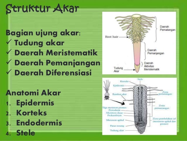 2. struktur dan organisasi tubuh tumbuhan