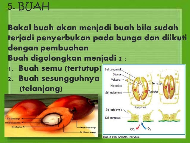 2. struktur dan organisasi tubuh tumbuhan