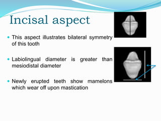 Labiolingually Permanent Mandibular Central Incisor | PPTX