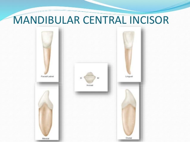 permanent mandibular central incisor central incisor