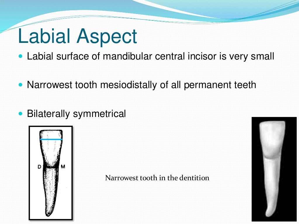 Permanent Mandibular Central Incisor