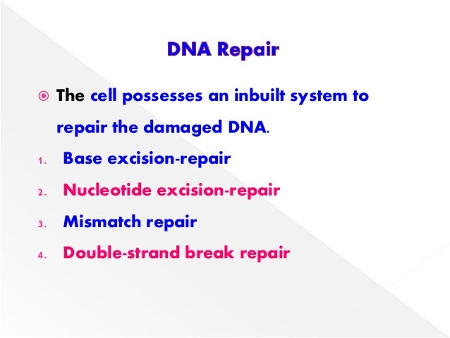 Dna repair mechanism slideshare Dna repair mechanism slideshare