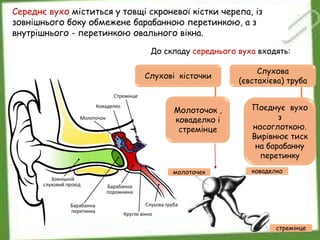 Середнє вухо міститься у товщі скроневої кістки черепа, із
зовнішнього боку обмежене барабанною перетинкою, а з
внутрішнього - перетинкою овального вікна.
Слухові кісточки
Слухова
(євстахієва) труба
Молоточок ,
коваделко і
стремінце
До складу середнього вуха входять:
Поєднує вухо
з
носоглоткою.
Вирівнює тиск
на барабанну
перетинку
молоточек коваделко
стремінце
 