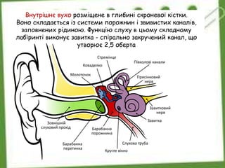 Внутрішнє вухо розміщене в глибині скроневої кістки.
Воно складається із системи порожнин і звивистих каналів,
заповнених рідиною. Функцію слуху в цьому складному
лабіринті виконує завитка - спірально закручений канал, що
утворює 2,5 оберта
 