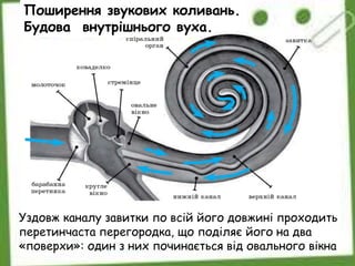 Поширення звукових коливань.
Будова внутрішнього вуха.
Уздовж каналу завитки по всій його довжині проходить
перетинчаста перегородка, що поділяє його на два
«поверхи»: один з них починається від овального вікна
 