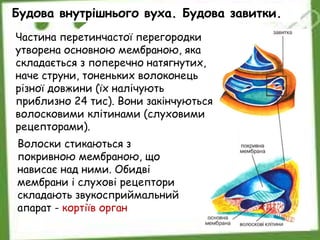 Будова внутрішнього вуха. Будова завитки.
Волоски стикаються з
покривною мембраною, що
нависає над ними. Обидві
мембрани і слухові рецептори
складають звукосприймальний
апарат - кортіїв орган
Частина перетинчастої перегородки
утворена основною мембраною, яка
складається з поперечно натягнутих,
наче струни, тоненьких волоконець
різної довжини (їх налічують
приблизно 24 тис). Вони закінчуються
волосковими клітинами (слуховими
рецепторами).
 