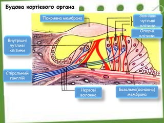 Будова кортієвого органа
Покривна мембрана
Внутрішні
чутливі
клітини
Спіральний
ганглій
Нервові
волокна
Базальна(основна)
мембрана
Зовнішні
чутливі
клітини
Опорні
клітини
 