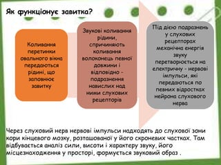 Через слуховий нерв нервові імпульси надходять до слухової зони
кори кінцевого мозку, розташованої у його скроневих частках. Там
відбувається аналіз сили, висоти і характеру звуку, його
місцезнаходження у просторі, формується звуковий образ .
Як функціонує завитка?
Коливання
перетинки
овального вікна
передаються
рідині, що
заповнює
завитку
Звукові коливання
рідини,
спричиняють
коливання
волоконець певної
довжини і
відповідно -
подразнення
навислих над
ними слухових
рецепторів
Під дією подразнень
у слухових
рецепторах
механічна енергія
звуку
перетворюється на
електричну - нервові
імпульси, які
передаються по
певних відростках
нейрона слухового
нерва
 