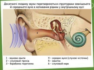 1 - звукова хвиля
2 – слуховий прохід
3 – барабанна перетинка
4 – середнє вухо (слухові кісточки)
5 – завитка
6 – слуховий нерв
Досягаючі людину звуки перетворюються структурами зовнішнього
й середнього вуха в коливання рідини у внутрішньому вусі
 