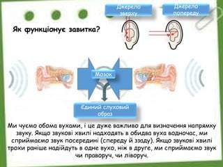 Ми чуємо обома вухами, і це дуже важливо для визначення напрямку
звуку. Якщо звукові хвилі надходять в обидва вуха водночас, ми
сприймаємо звук посередині (спереду й ззаду). Якщо звукові хвилі
трохи раніше надійдуть в одне вухо, ніж в друге, ми сприймаємо звук
чи праворуч, чи ліворуч.
Як функціонує завитка?
Єдиний слуховий
образ
Мозок
Джерело
зверху
Джерело
попереду
 