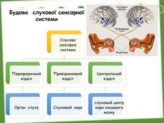 Будова слухової сенсорної
системи
Слухова
сенсорна
система
Периферичний
відділ
Орган слуху
Провідниковий
відділ
Слуховий нерв
Центральний
відділ
слуховий центр
кори кінцевого
мозку
 