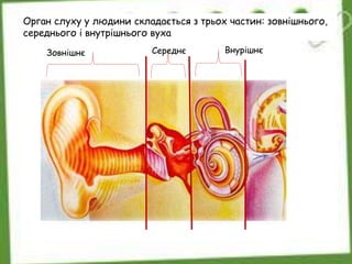 Орган слуху у людини складається з трьох частин: зовнішнього,
середнього і внутрішнього вуха
Зовнішнє ВнурішнєСереднє
 
