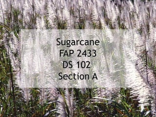 SugarcaneSugarcane
FAP 2433FAP 2433
DS 102DS 102
Section ASection A
 