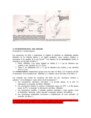 4. NEUROFISIOLOGIA DEL DOLOR
Nociceptores y termoreceptores
Las sensaciones de dolor y temperatura se originan en dendritas no mielinizadas situadas
alrededor de los folículos pilosos y en tejidos profundos, cuyos cuerpos celulares se
encuentran en los ganglios de la raíz dorsal.1,6 Los impulsos de los nociceptores (dolor) se
transmiten por dos tipos de fibras:1,3
1. Fibras Aδ(delta). Con vainas delgada de mielina (2 a 5 µm de diámetro) que
conduce a una velocidad de 12 a 30 m/s.
2. Fibras C no mielinizadas (0.4 a 1.2 µm de diámetro) que conduce a una velocidad
de 0.5 a 2 m/s.
Los termoreceptores (temperatura) poseen estos dos tipos de fibras. Los receptores del frio
se encuentran en las terminaciones Aδ(delta) y C, mientras que la del calor en las fibras C.
Los estímulos que excitan los receptores del dolor son tres: mecánicos, térmicos y
químicos.3 así se distinguen cuatro clases de de nociceptores:1,6
a. Los nociceptores mecánicos reaccionan a la presión intensa en la piel. La
información se transmite por fibras Aδ(delta)
b. Los nociceptores térmicos se activan a temperatura mayor de 450C o el frio intenso
menor de 50C. se transmite la información por fibras Aδ(delta)
c. Los nociceptores sensibles a estímulos químicos responden a varios agentes, como
la bradicinina, histamina, acidez marcada y sustancias irritantes del ambiente
d. Los nociceptores polimodales reaccionan a combinaciones de estos estímulos. Se
transmite por fibras C.
El receptor para el frio moderado es el receptor 1 sensible al frio y al mentol (CMR 1), y los
Los receptores vanilloides (VR 1y VRL 1) reaccionan al calor nocivo.1
 