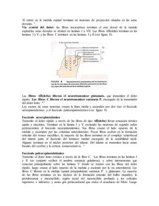 Al entrar en la medula espinal terminan en neuronas de proyección situadas en las astas
dorsales. 3
Vía central del dolor: las fibras nociceptivas terminan el asta dorsal de la medula
espinal.las astas dorsales se dividen en laminas I a VII. Las fibras Aδ(delta) terminan en las
laminas I y V, y las fibras C terminan en las laminas I y II (ver figura 8).
Las fibras Aδ(delta) liberan el neurotransmisor glutamato, que transmiten el dolor
rápido. Las fibras C liberan el neurotransmisor sustancia P, encargado de la transmisión
del dolor lento. 8,3
Los axones de estas neuronas cruzan la línea media y ascienden por dos vías: el fascículo
neoespinotalamico y el fascículo paleoespinotalamico.(ver figura 9)
Fascículo neoespinotalamico
Transmite el dolor rápido a través de las fibras de tipo Aδ(delta) llevan sensación térmica
aguda y mecánica. Terminan en la lámina I y V excitando las neuronas de segundo orden
pertenecientes al fascículo neoespinotalamico. Sus fibras cruzan el lado opuesto de la
médula y ascienden por las columnas anterolaterales. Pocas fibras acaban en la formación
reticular del tronco encefálico, la mayoría de las fibras terminan en el complejo ventrobasal
del tálamo junto al fascículo del lemnisco medial encargado de la sensibilidad táctil.
Algunas terminan en el núcleo posterior del tálamo. Del tálamo se transmiten hacia zonas
basales del cerebro y la corteza somatosensitiva. 3
Fascículo paleoespinotalalamico
Transmite el dolor lento crónico a través de la fibra C. Las fibras terminan en las laminas I
y II (en conjunto reciben el nombre sustancia gelatinosa), y sobre interneuronas que
conectan principalmente sobre las laminas V donde se reúnen con las fibras del dolor
rápido, luego cruzan al lado opuesto de la medula y asciende por la vía anterolateral. Las
fibras C liberan en la médula espinal principalmente sustancia P y glutamato. La mayoría
de las fibras terminan: en los núcleos de la formación reticular del bulbo raquídeo, la
protuberancia y mesencéfalo; región tectal del mesencéfalo profunda a los colículos
superiores e inferiores; y zonas gris periacueductal que rodea el acueducto de Silvio. Luego
 